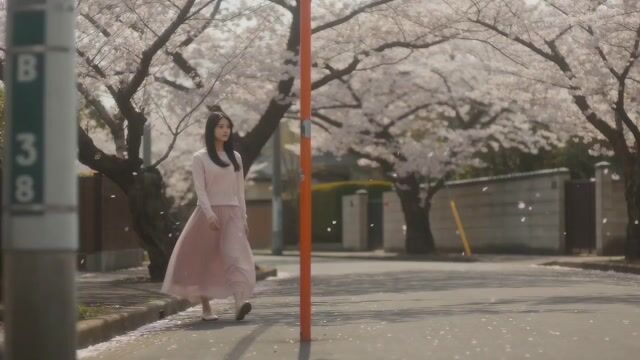 Japanese University Student in Cherry Blossom Snow